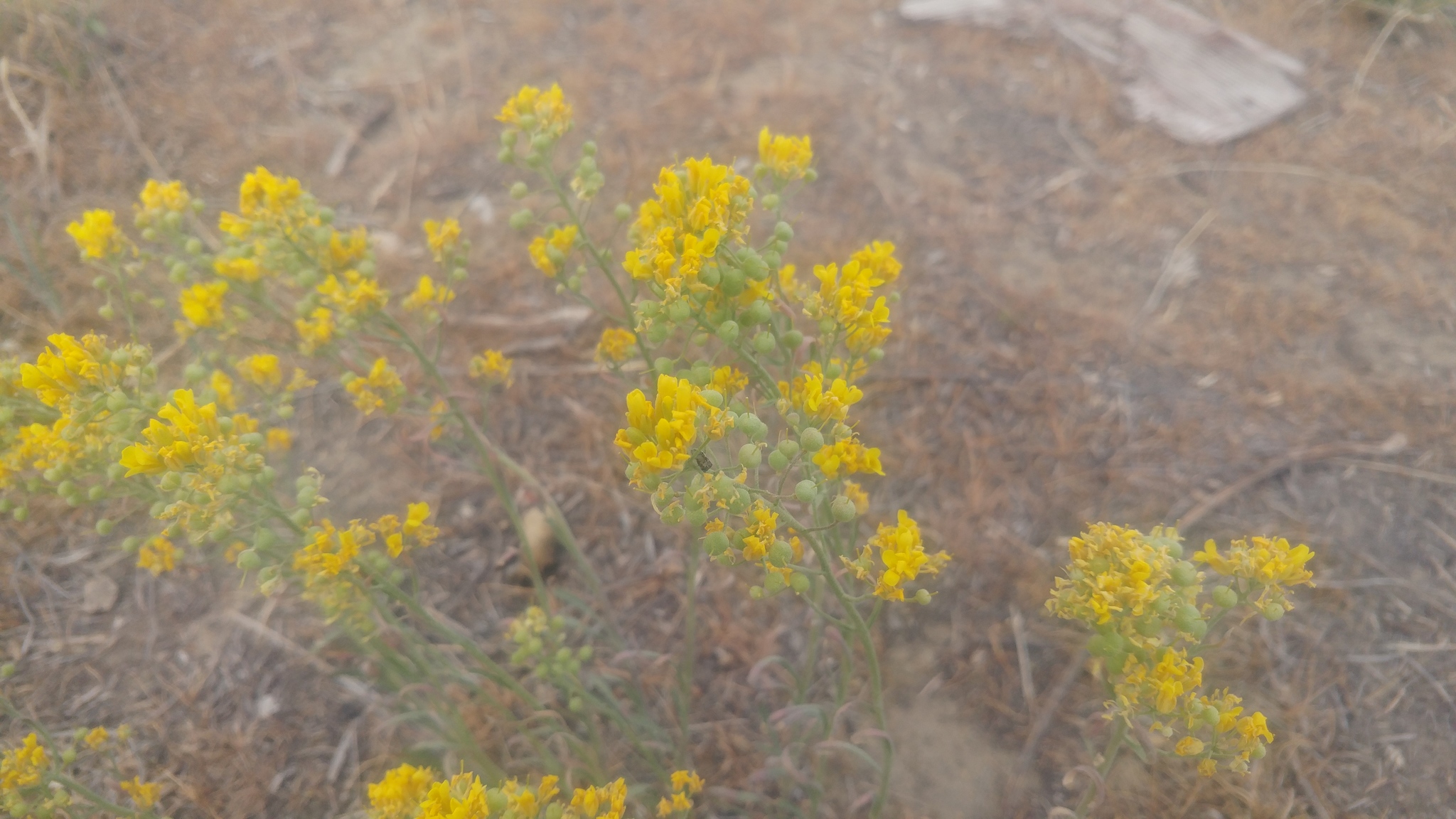 Physaria douglasii ssp. douglasii