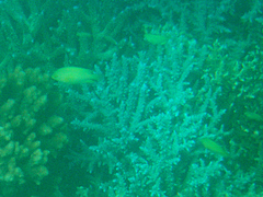 Pomacentrus moluccensis