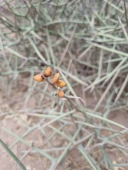 Castela stewartii