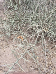 Castela stewartii