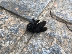 Xylocopa