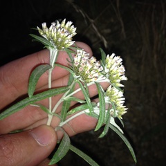 Gnaphaliothamnus salicifolius