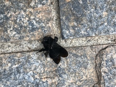 Xylocopa