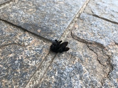 Xylocopa