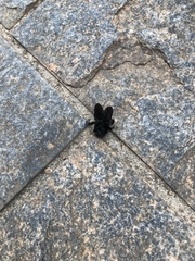 Xylocopa