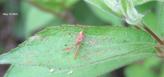 Epidaus tuberosus