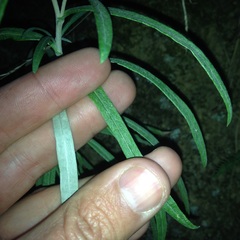 Gnaphaliothamnus salicifolius