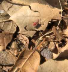 Hemiptera