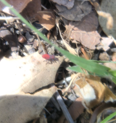 Hemiptera