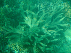 Acropora florida