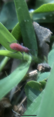 Hemiptera