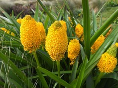 Bulbinella rossii