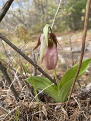 Cypripedium acaule