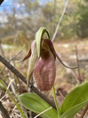 Cypripedium acaule