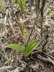 Cypripedium acaule