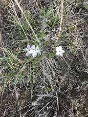 Phlox alyssifolia