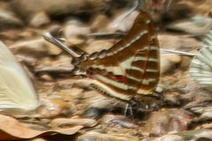 Graphium aristeus