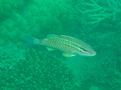 Parupeneus ciliatus