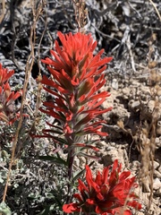 Castilleja scabrida