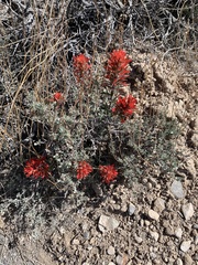 Castilleja scabrida