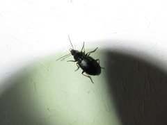 Agonum punctiforme