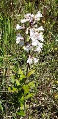 Penstemon laevigatus