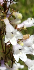 Penstemon laevigatus