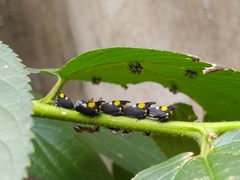 Enchophyllum quinquemaculatum