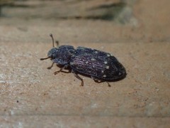 Namunaria pacifica