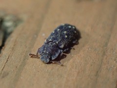 Namunaria pacifica