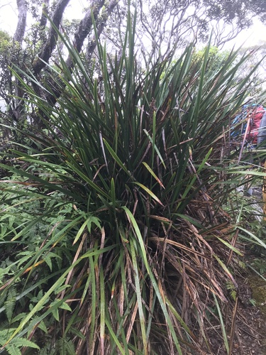 Machaerina angustifolia observed 2021-05-12