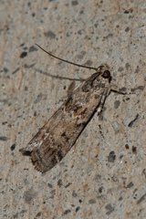 Ancylosis undulatella