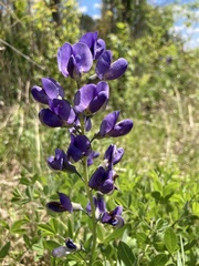 Baptisia australis aberrans