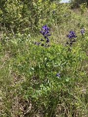 Baptisia australis aberrans