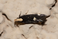 Chionodes phalacra