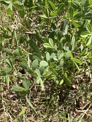 Baptisia australis aberrans