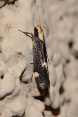 Chionodes phalacra