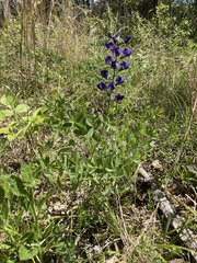 Baptisia australis aberrans