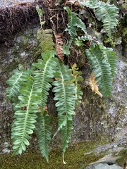 Polypodium hesperium