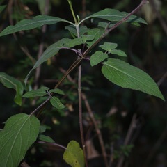 Salvia fulgens