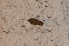 Berothidae