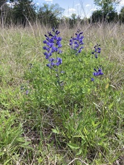 Baptisia australis aberrans