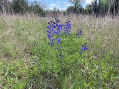 Baptisia australis aberrans