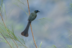 Crypsirina temia