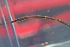 Syngnathus floridae