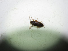 Hymenorus
