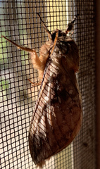 Oxycanus