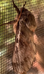 Oxycanus