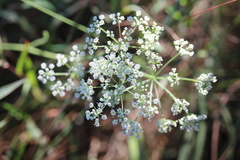 Pimpinella caffra