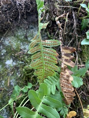 Polypodium hesperium